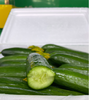水果黄瓜一箱 商品缩略图3