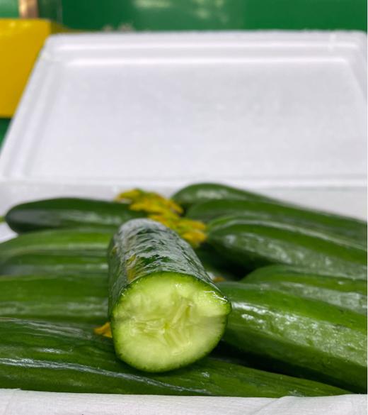 水果黄瓜一箱 商品图3