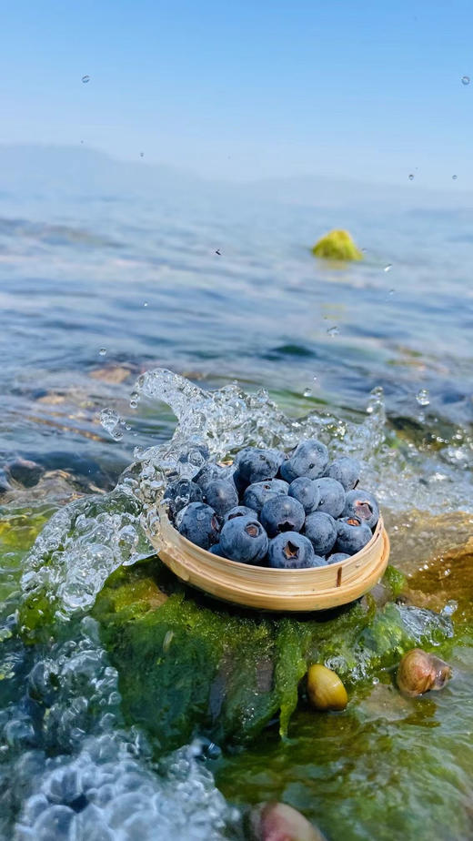 云南空运L25蓝莓 净450克装 抚仙湖高山蓝莓 商品图1