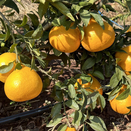 【大理山地橘柚】天然无核/皮薄易剥皮/口感脆嫩化渣/纯甜无酸清甜可口汁水超多 商品图2