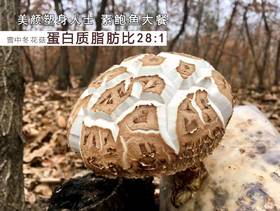 新鲜港款原味雪中冬花菇