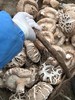 新鲜港款原味雪中冬花菇 商品缩略图7