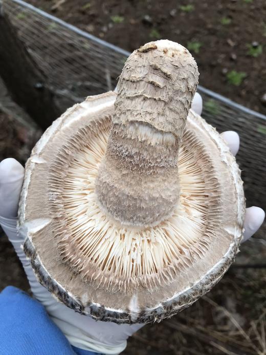 新鲜港款原味雪中冬花菇 商品图6