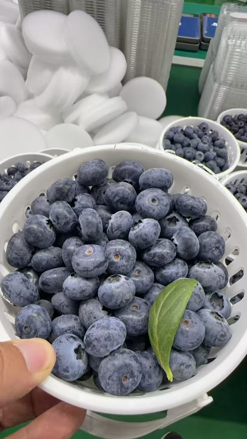 云南空运L25蓝莓 净450克装 抚仙湖高山蓝莓