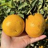 【大理山地橘柚】天然无核/皮薄易剥皮/口感脆嫩化渣/纯甜无酸清甜可口汁水超多 商品缩略图3