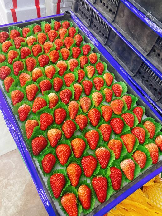 8排草莓一箱 商品图1