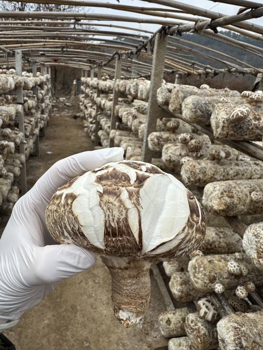 新鲜港款原味雪中冬花菇 商品图4