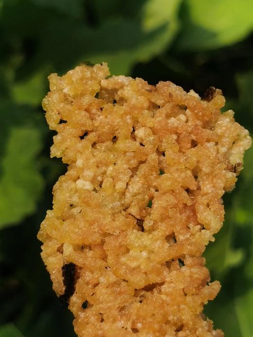 【3月4号左右发货】淮扬菜饭锅巴 这是一种淮安当地美食，原料为：一号大米、农村土黑猪咸肉、自种黑乌青菜、植物油、葱姜、盐 商品图1