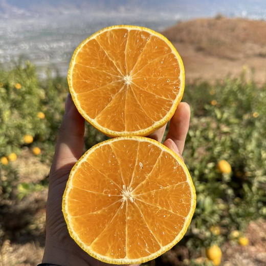 【大理山地橘柚】天然无核/皮薄易剥皮/口感脆嫩化渣/纯甜无酸清甜可口汁水超多 商品图0