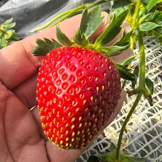 半山草莓（700g）/盒 商品图2