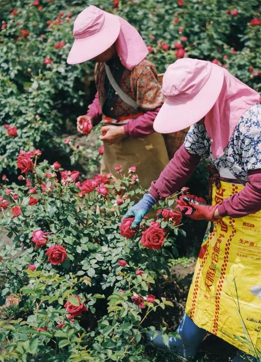 有机墨红玫瑰100g/罐 商品图3