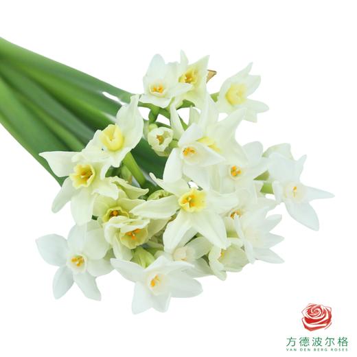 洋水仙-纸白   10枝/扎  （长度25-30㎝） 商品图2