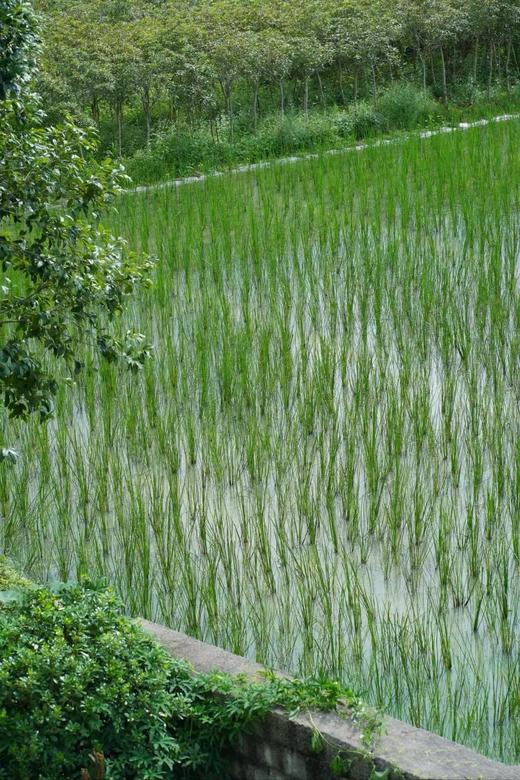 【有机荔浦马蹄】（3月1日改发顺丰，到时候价格会调整，这两天暂不改价） 如果是当水果吃的话，尽量买带皮的，做食材可以考虑去皮， 商品图3