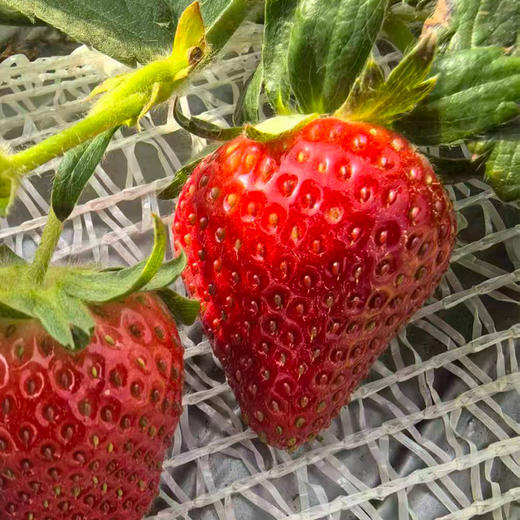 半山草莓（700g）/盒 商品图1