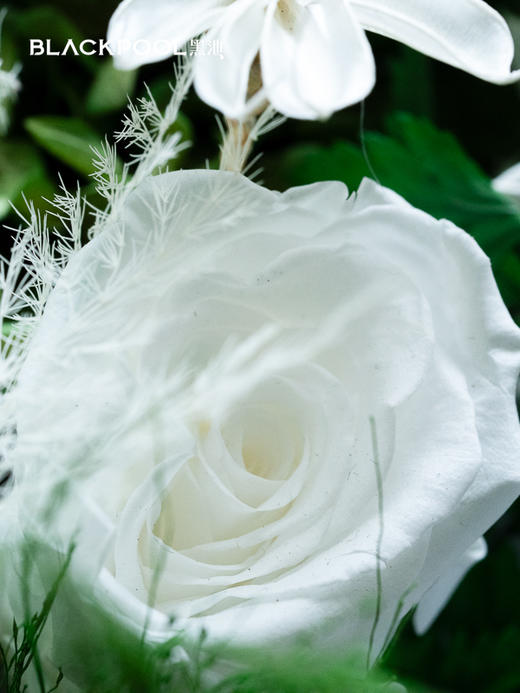 守护花·初芒（绿色） 商品图5