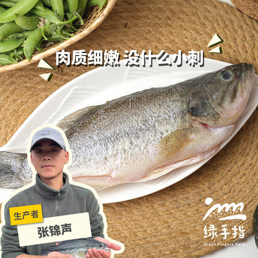 生态鲈鱼 | 绿家自产*Ecological Bass| Self-production 商品图0