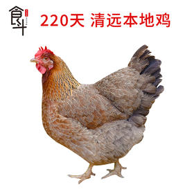 食斗清远本地鸡 220天杂粮鸡项 2.5斤以上