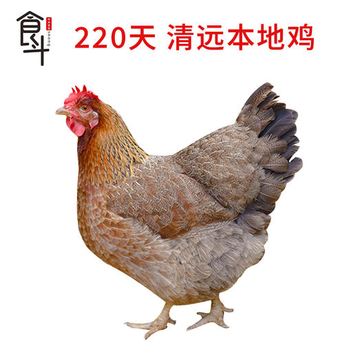 食斗清远本地鸡 220天杂粮鸡项 2.5斤以上 商品图0