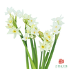 洋水仙-纸白   10枝/扎  （长度25-30㎝） 商品缩略图1