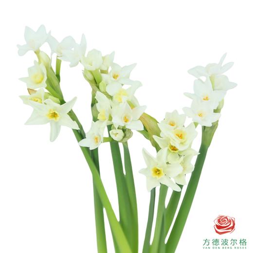 洋水仙-纸白   10枝/扎  （长度25-30㎝） 商品图1