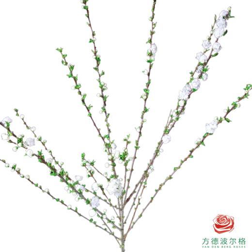 珍珠李-白色 商品图1