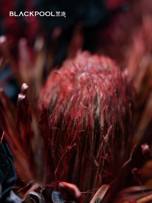 守护花・炽焰（红色） 商品图6