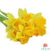 洋水仙-黄色天堂   10枝/扎  （长度25-30㎝） 商品缩略图2