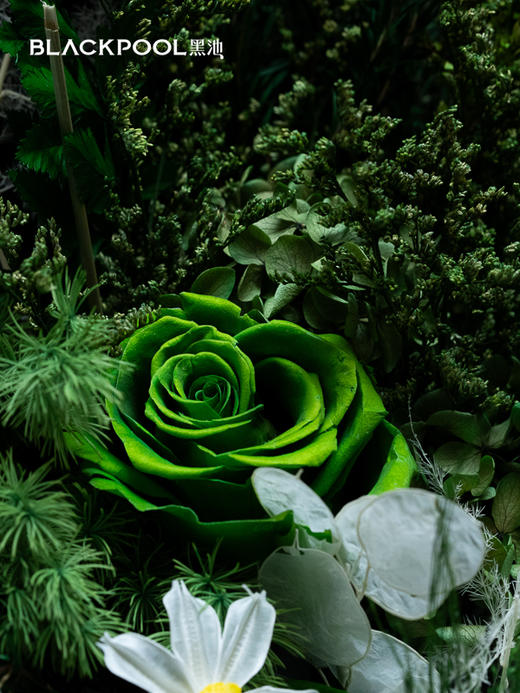 守护花·初芒（绿色） 商品图4