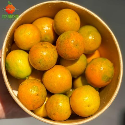 【天然糖果】脆蜜金柑 约250g-500g 商品图0