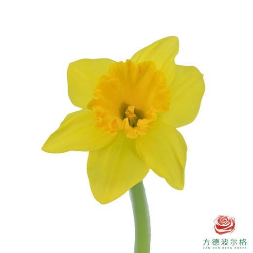 洋水仙-黄色天堂   10枝/扎  （长度25-30㎝） 商品图0