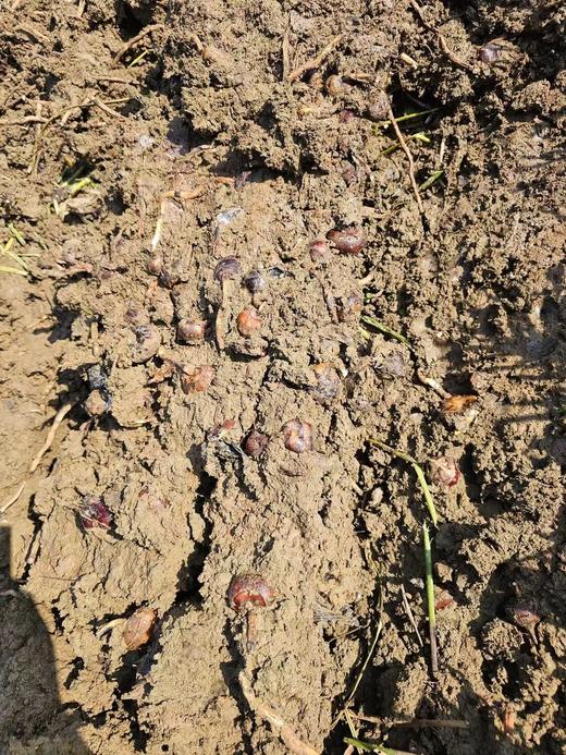 【有机荔浦马蹄】（3月1日改发顺丰，到时候价格会调整，这两天暂不改价） 如果是当水果吃的话，尽量买带皮的，做食材可以考虑去皮， 商品图2