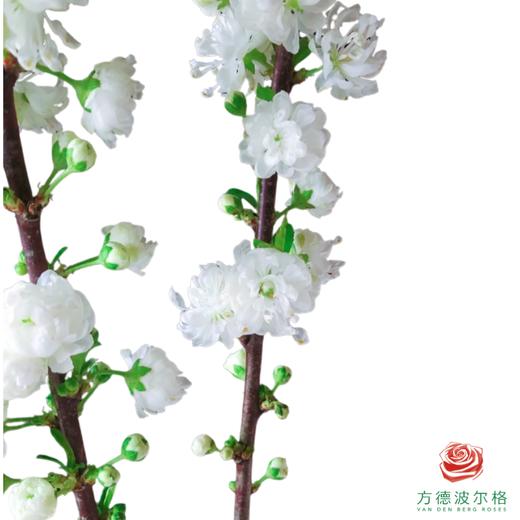 珍珠李-白色 商品图0