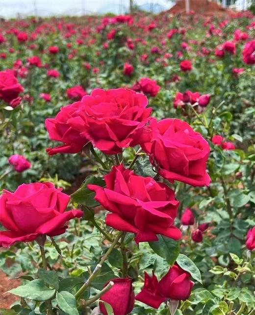 有机墨红玫瑰100g/罐 商品图2