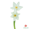洋水仙-纸白   10枝/扎  （长度25-30㎝） 商品缩略图0