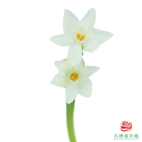 洋水仙-纸白   10枝/扎  （长度25-30㎝）