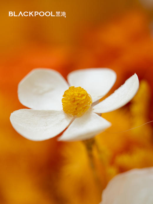 守护花・穗光（橙色） 商品图3