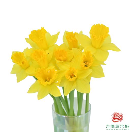 洋水仙-黄色天堂   10枝/扎  （长度25-30㎝） 商品图1