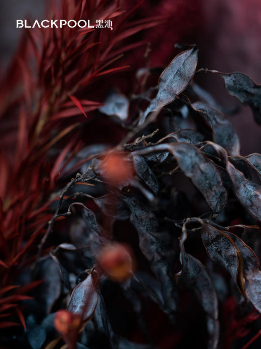 守护花・炽焰（红色） 商品图4