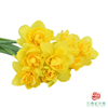 洋水仙-荷兰船长   10枝/扎  （长度25-30㎝） 商品缩略图1