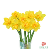 洋水仙-荷兰船长   10枝/扎  （长度25-30㎝） 商品缩略图2