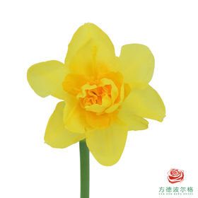 洋水仙-荷兰船长   10枝/扎  （长度25-30㎝）