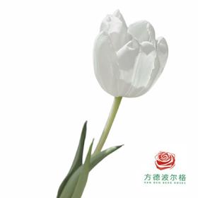 【单瓣郁金香】 北极熊 10枝一扎