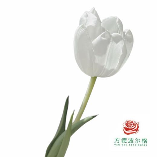 【单瓣郁金香】 北极熊 10枝一扎 商品图0