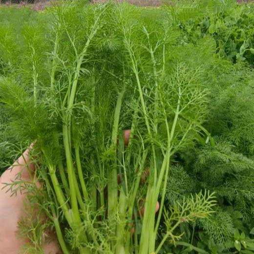 生态茴香 | 绿家自产*Ecological anise | In-House Production 商品图1