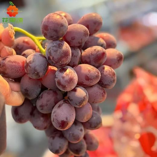 香水无籽红提 商品图0