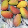 海南树熟贵妃芒 芒果 商品缩略图7