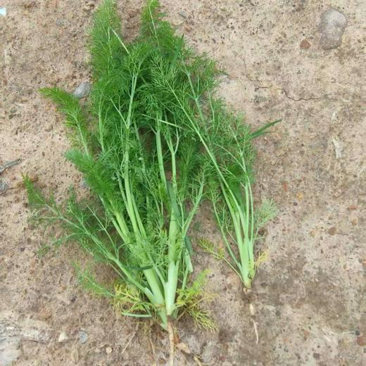 生态茴香 | 绿家自产*Ecological anise | In-House Production 商品图2