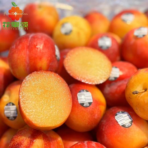 【进口整果】智利进口珠宝李 约500g 商品图0