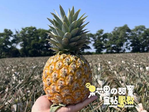 芒果凤梨 树上熟 滴汁成蜜 一口坠入美味梦乡 商品图1