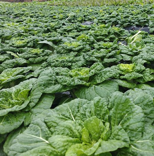 生态黄心乌 | 绿家自产 * Eco-choy sum | Self-production 商品图2